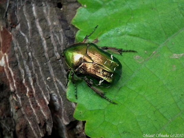 zlatoň obyčajný Cetonia aurata