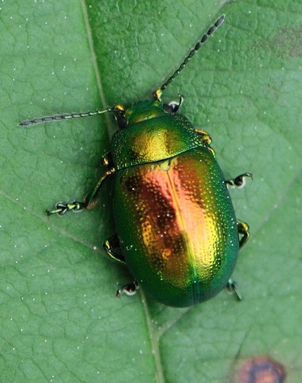 liskavka  Chrysolina graminis