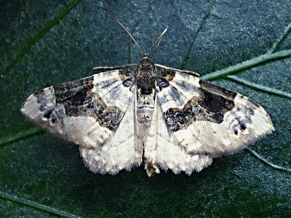 piadivka očkatá  -   Píďalka očkovaná Cocmorhoe ocellata