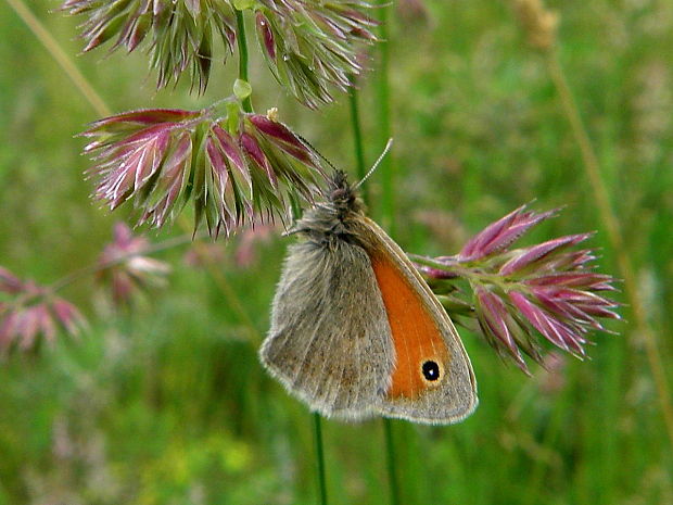 očkáň pohánkový Coenonympha pamphilus