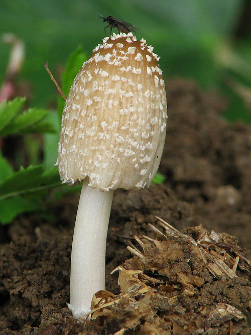 hnojník vločkatý Coprinellus flocculosus (DC.) Vilgalys, Hopple & Jacq. Johnson