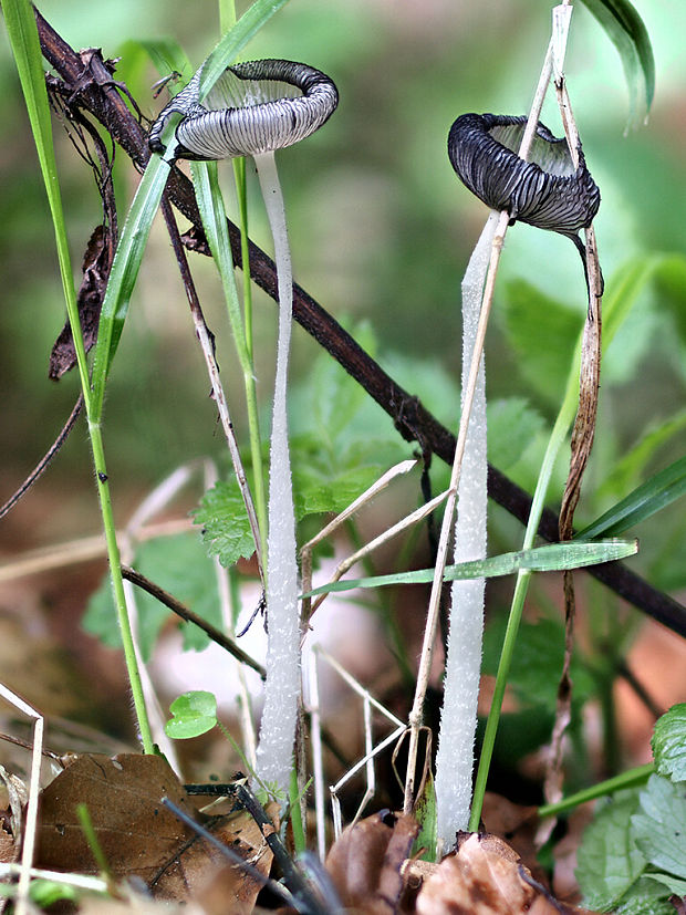 hnojník chlpatý Coprinopsis lagopus (Fr.) Redhead, Vilgalys & Moncalvo