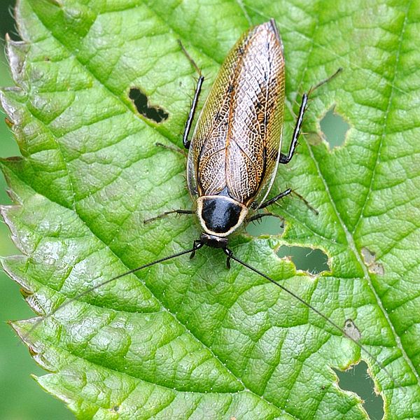 švábik hôrny  Ectobius silvestris