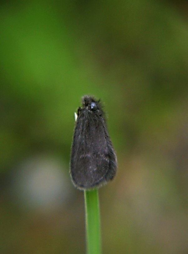 vreckovec malý   -   Vakonoš tmavý Epichnopterix plumella