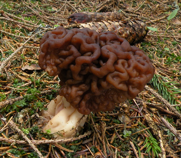 ušiak obyčajný Gyromitra esculenta (Pers.) Fr.