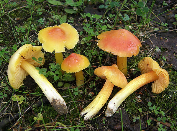 lúčnica hrotitá Hygrocybe acutoconica (Clem.) Singer