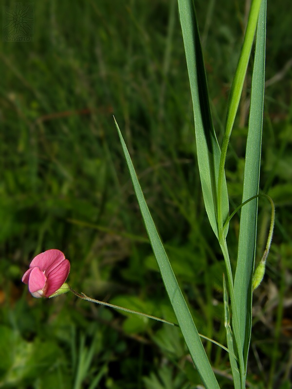 hrachor trávolistý Lathyrus nissolia L.