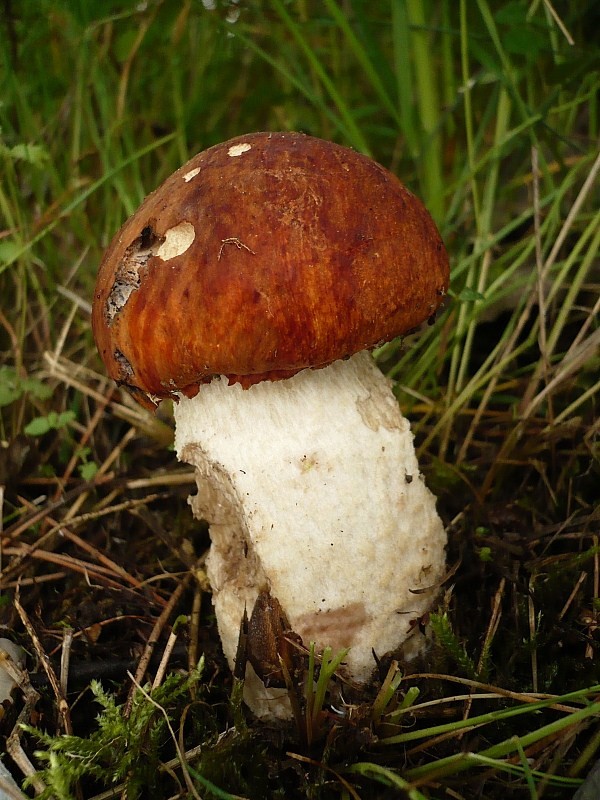 kozák osikový Leccinum albostipitatum den Bakker & Noordel.