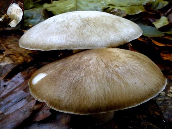 povraznica širokolupeňová  Megacollybia platyphylla  (Pers.) Kotl. & Pouzar