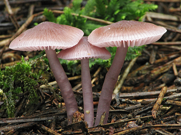 prilbička reďkovková Mycena pura (Pers.) P. Kumm.