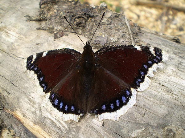 babočka osiková Nymphalis antiopa