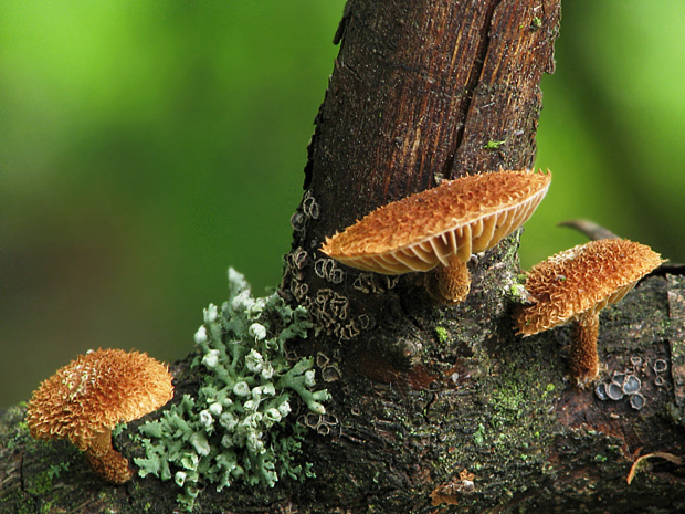 šupináčik obyčajný Phaeomarasmius erinaceus (Fr.) Scherff. ex Romagn.