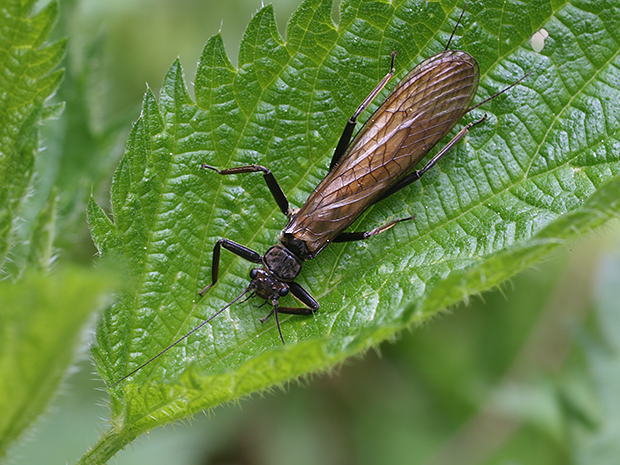 pošvatka Plecoptera sp.