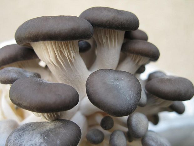 hliva ustricovitá Pleurotus ostreatus (Jacq.) P. Kumm.