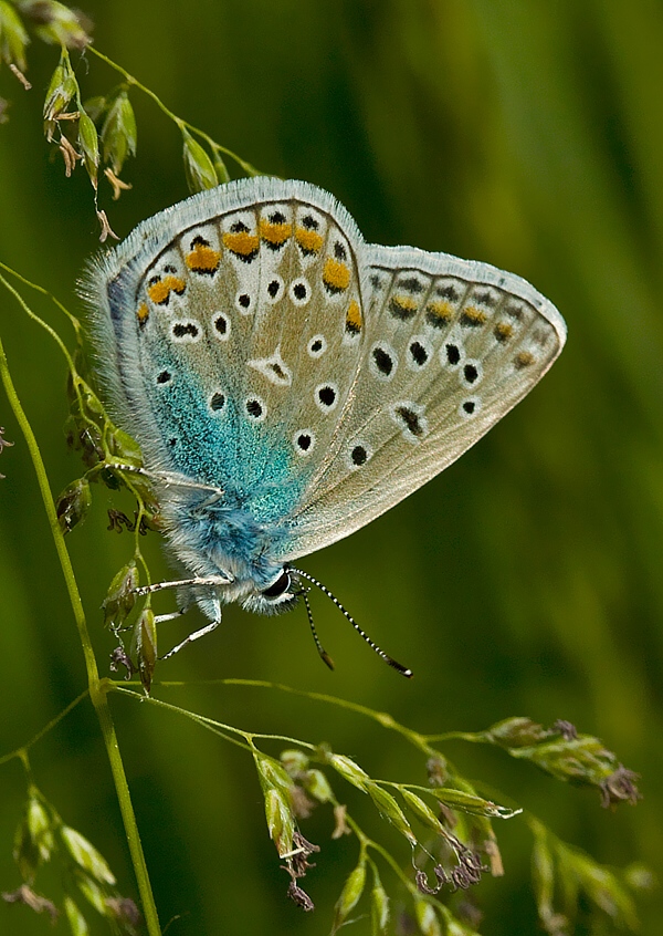 modráčik obyčajný Polyommatus icarus