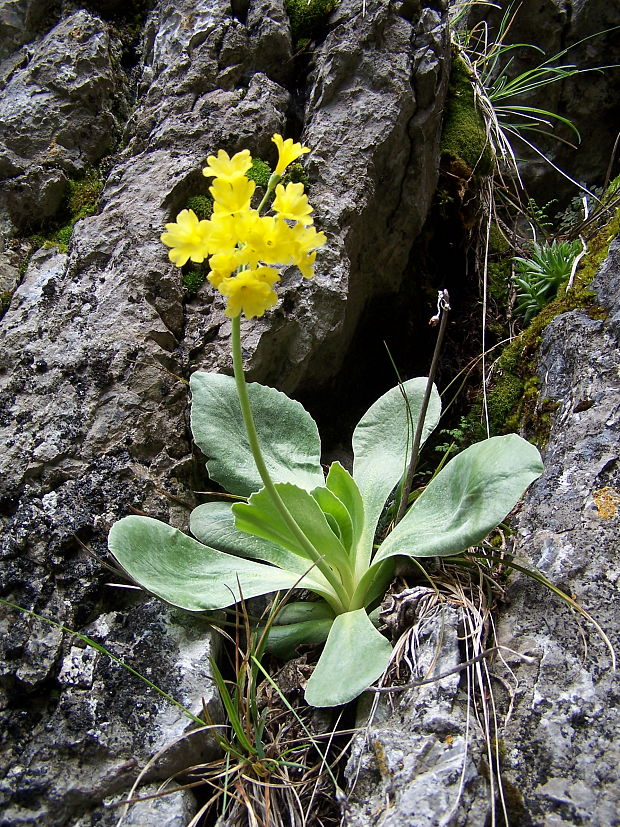 prvosienka holá Primula auricula L.