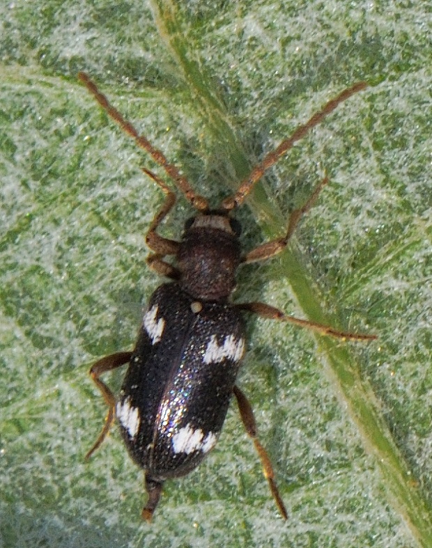 vŕtavec Ptinus sexpunctatus