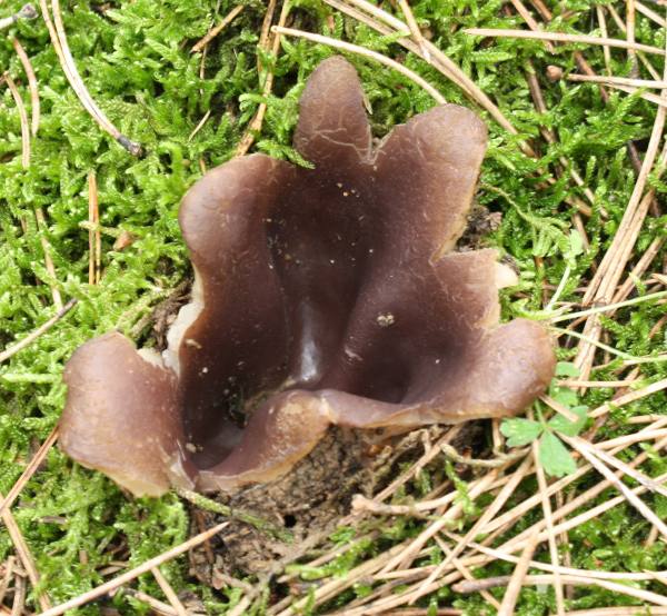 tulipánovka fialová Sarcosphaera coronaria (Jacq.) J. Schröt.