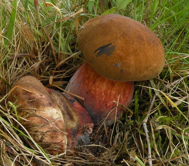 hríb zrnitohlúbikový Sutorius luridiformis (Rostk.) G. Wu & Zhu L. Yang