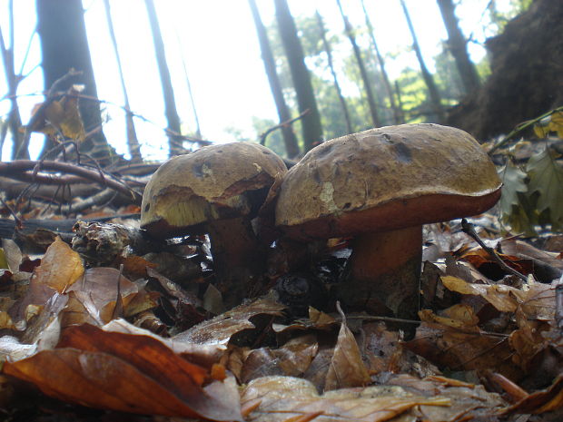 hríb zrnitohlúbikový Sutorius luridiformis (Rostk.) G. Wu & Zhu L. Yang