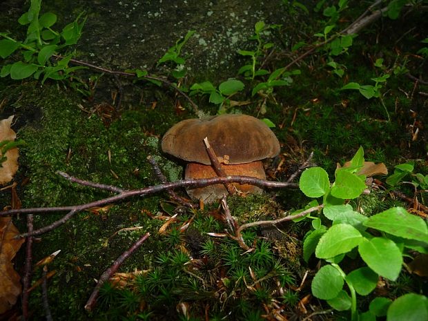 hríb zrnitohlúbikový Sutorius luridiformis (Rostk.) G. Wu & Zhu L. Yang