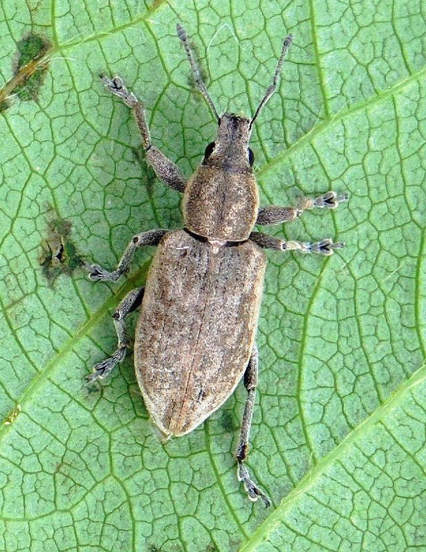 nosánik Tanymecus palliatus