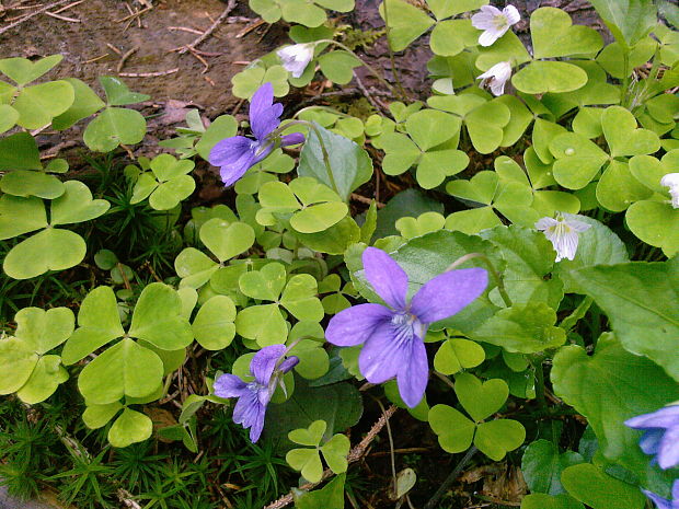 fialka Viola sp.