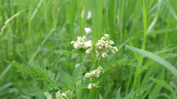 apiaceae