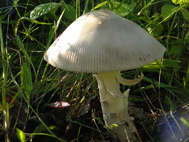 muchotrávka pošvatá? Amanita vaginata?, (Bull.) Lam. 1783