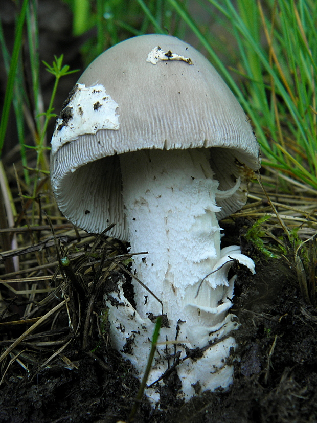 muchotrávka pošvatá? Amanita vaginata? (Bull.) Lam. 1783