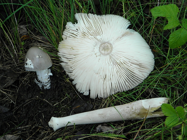 muchotrávka pošvatá? Amanita vaginata? (Bull.) Lam. 1783