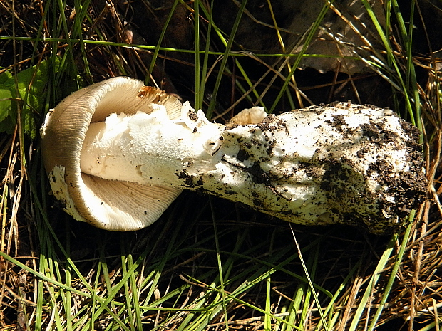 muchotrávka pošvatá? Amanita vaginata? (Bull.) Lam. 1783