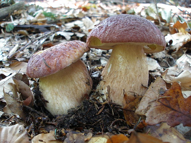 hríb sosnový Boletus pinophilus Pil. et Dermek in Pil.