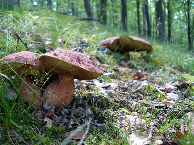 hríb sosnový Boletus pinophilus Pil. et Dermek in Pil.