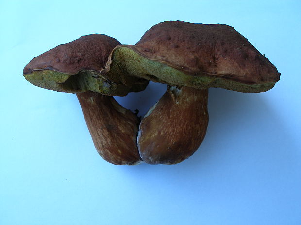 hríb sosnový Boletus pinophilus Pil. et Dermek in Pil.