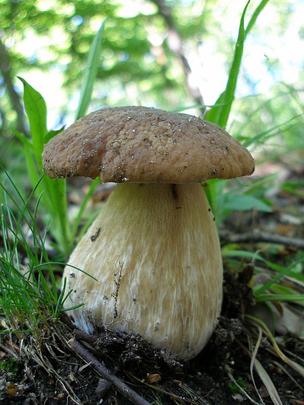 hríb dubový Boletus reticulatus Schaeff.