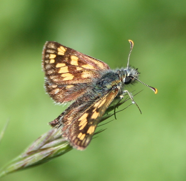 soumračník jitrocelový Carterocephalus palaemon Pallas, 1771