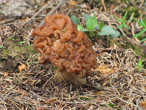 ušiak obyčajný Gyromitra esculenta (Pers.) Fr.