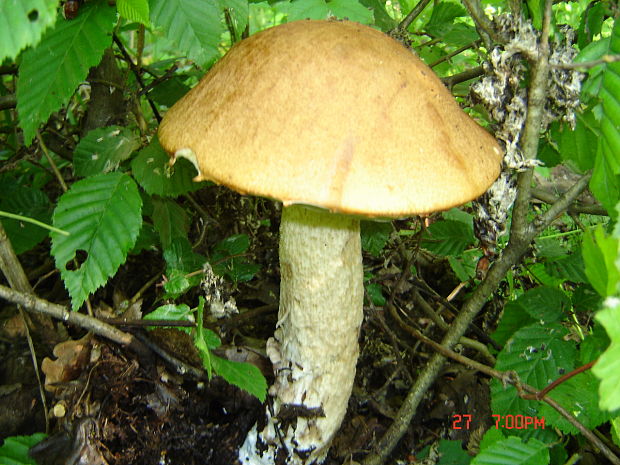 kozák brezový? Leccinum scabrum? (Bull. ex Fr.) S. F. Gray