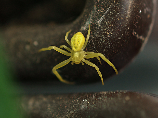 pavúk Misumena vatia