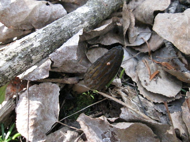 smrčok Morchella sp.