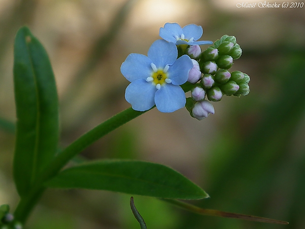 nezábudka močiarna Myosotis scorpioides L.