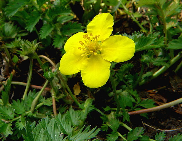 nátržník husí Potentilla anserina L.