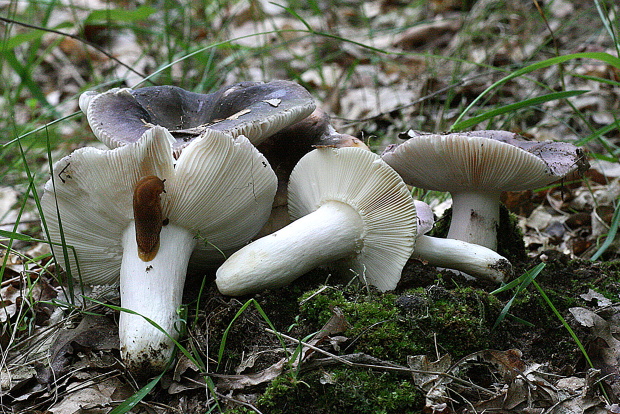 plávka strakatá Russula grisea Fr.