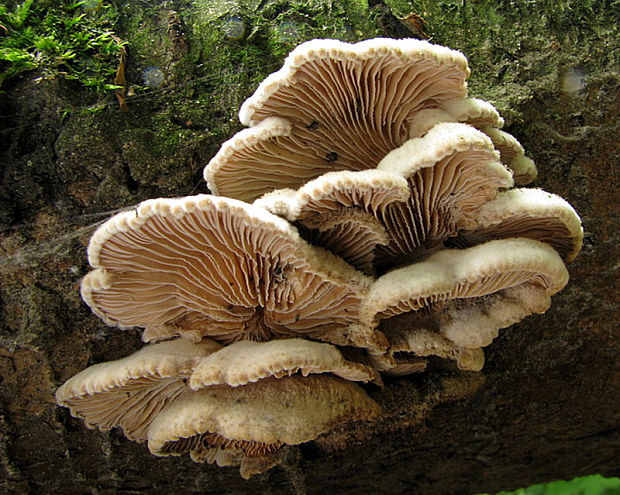 klanolupeňovka obyčajná Schizophyllum commune Fr.