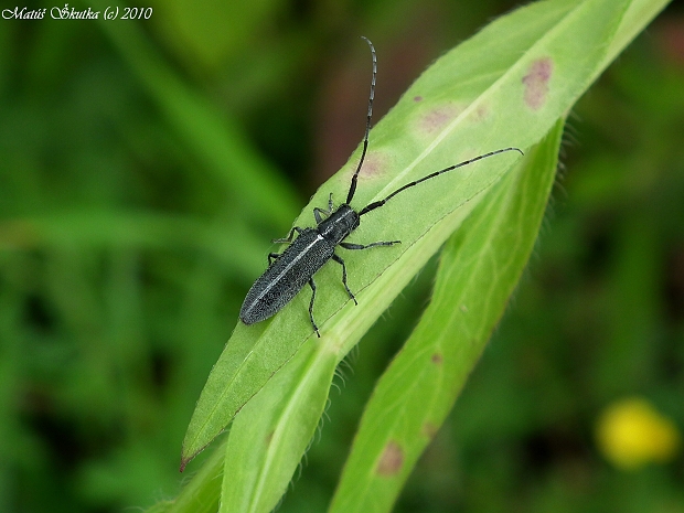 vrzúnik Agapanthia cardui