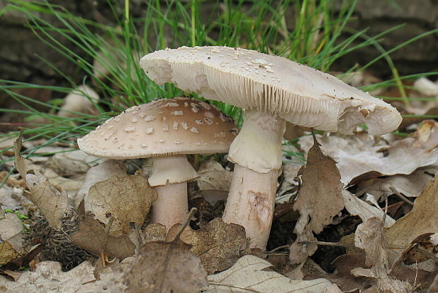 muchotrávka červenkastá Amanita rubescens Pers.