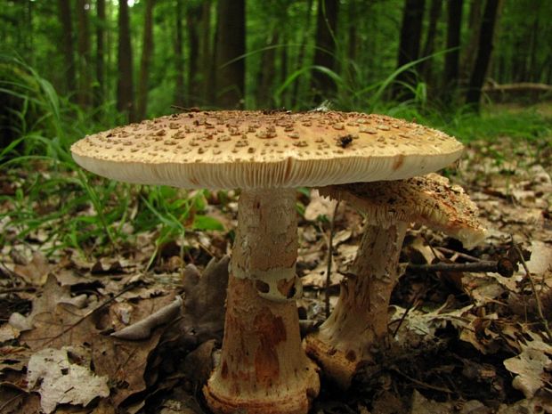 muchotrávka červenkastá Amanita rubescens Pers.