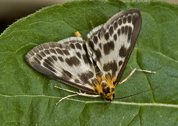 vijačka záhradná Anania hortulata