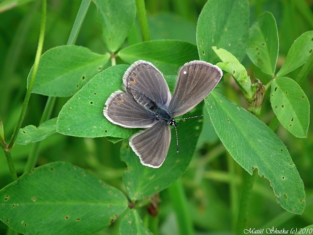 modráčik bielopásy Aricia eumedon